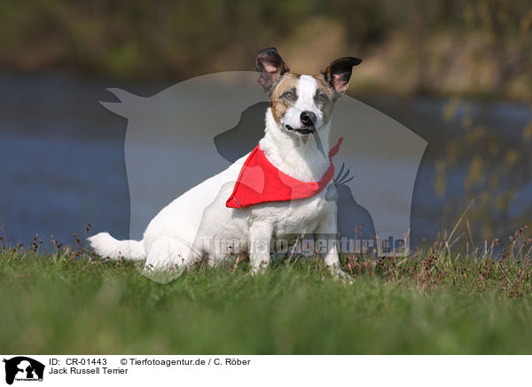 Jack Russell Terrier / Jack Russell Terrier / CR-01443