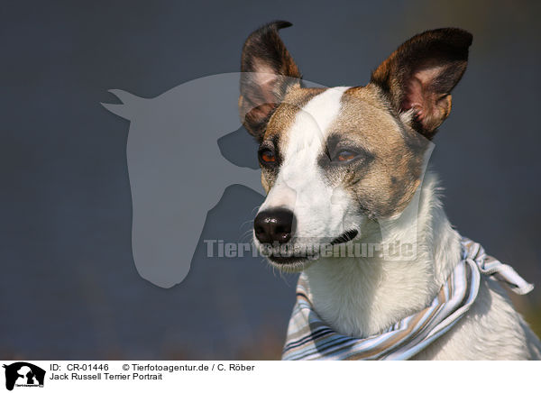 Jack Russell Terrier Portrait / Jack Russell Terrier Portrait / CR-01446