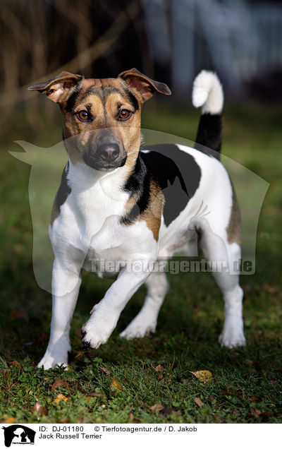 Jack Russell Terrier / Jack Russell Terrier / DJ-01180