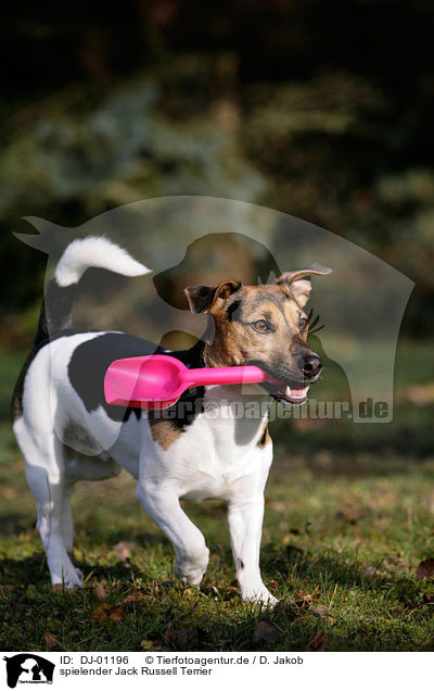 spielender Jack Russell Terrier / playing Jack Russell Terrier / DJ-01196
