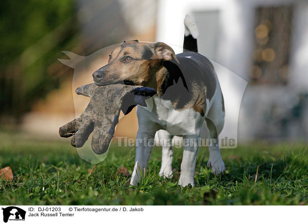 Jack Russell Terrier / Jack Russell Terrier / DJ-01203