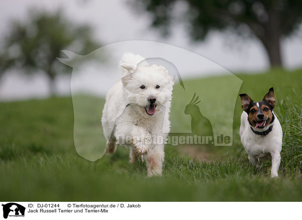 Jack Russell Terrier und Terrier-Mix / Jack Russell Terrier and mongrel / DJ-01244