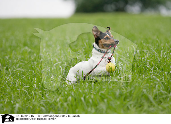 spielender Jack Russell Terrier / playing Jack Russell Terrier / DJ-01245