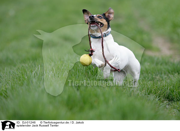 spielender Jack Russell Terrier / playing Jack Russell Terrier / DJ-01246