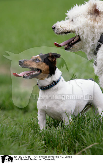 Jack Russell Terrier und Terrier-Mix / Jack Russell Terrier and mongrel / DJ-01248
