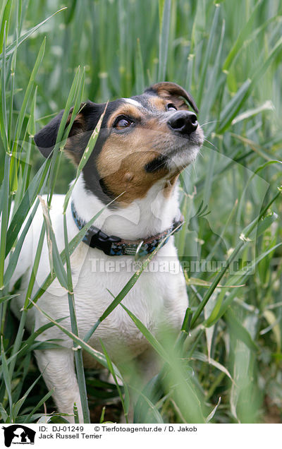 Jack Russell Terrier / Jack Russell Terrier / DJ-01249