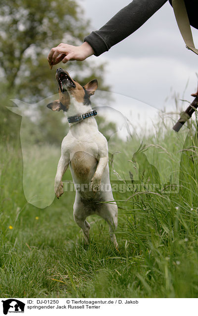 springender Jack Russell Terrier / jumping Jack Russell Terrier / DJ-01250