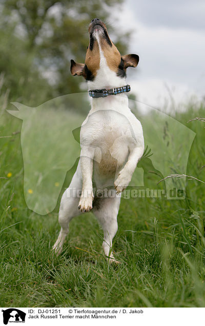 Jack Russell Terrier macht Mnnchen / Jack Russell Terrier shows trick / DJ-01251