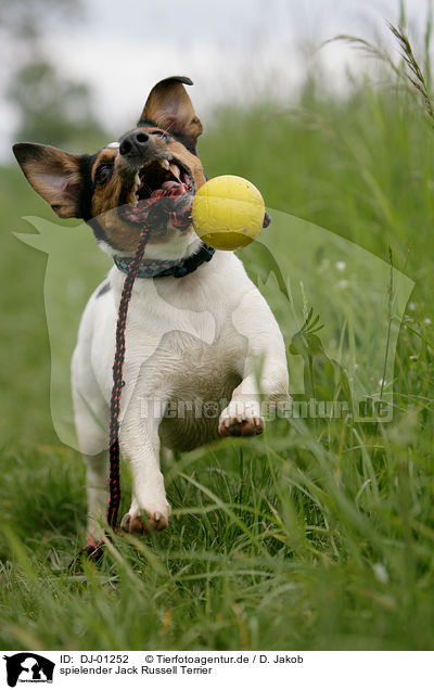 spielender Jack Russell Terrier / playing Jack Russell Terrier / DJ-01252