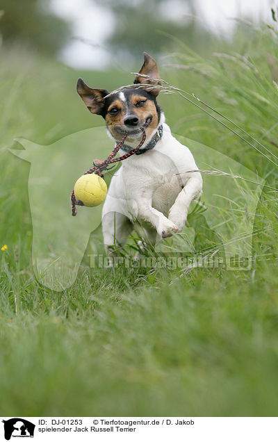 spielender Jack Russell Terrier / playing Jack Russell Terrier / DJ-01253