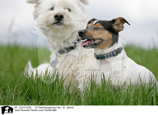 Jack Russell Terrier und Terrier-Mix / Jack Russell Terrier and mongrel / DJ-01259