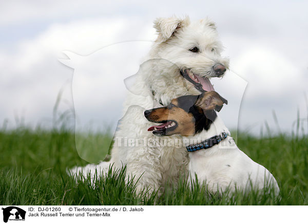 Jack Russell Terrier und Terrier-Mix / Jack Russell Terrier and mongrel / DJ-01260