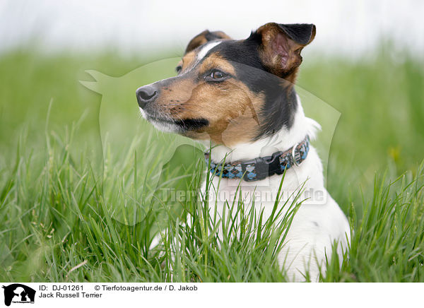 Jack Russell Terrier / Jack Russell Terrier / DJ-01261