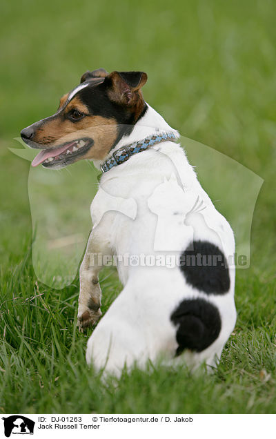 Jack Russell Terrier / Jack Russell Terrier / DJ-01263
