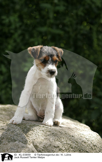 Jack Russell Terrier Welpe / Jack Russell Terrier Puppy / KL-03859