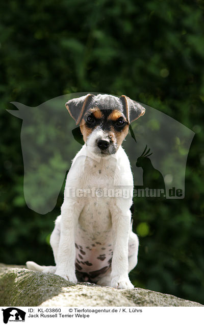 Jack Russell Terrier Welpe / Jack Russell Terrier Puppy / KL-03860