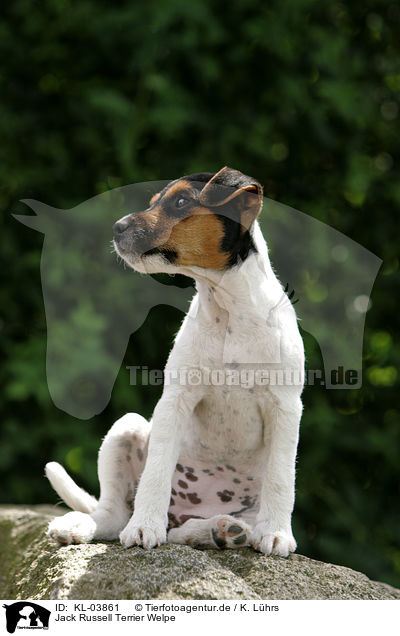 Jack Russell Terrier Welpe / Jack Russell Terrier Puppy / KL-03861