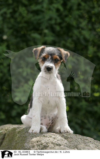 Jack Russell Terrier Welpe / Jack Russell Terrier Puppy / KL-03863