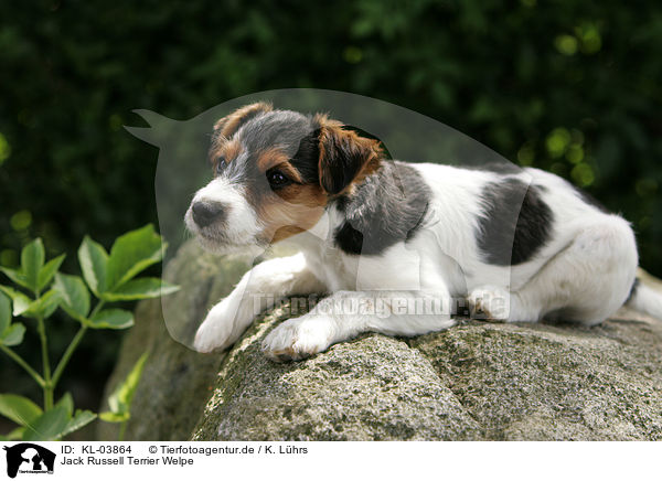 Jack Russell Terrier Welpe / Jack Russell Terrier Puppy / KL-03864