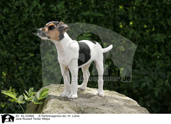Jack Russell Terrier Welpe / Jack Russell Terrier Puppy / KL-03866