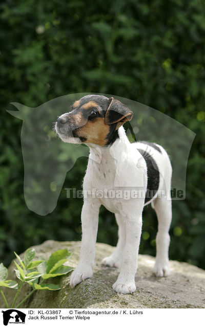Jack Russell Terrier Welpe / Jack Russell Terrier Puppy / KL-03867