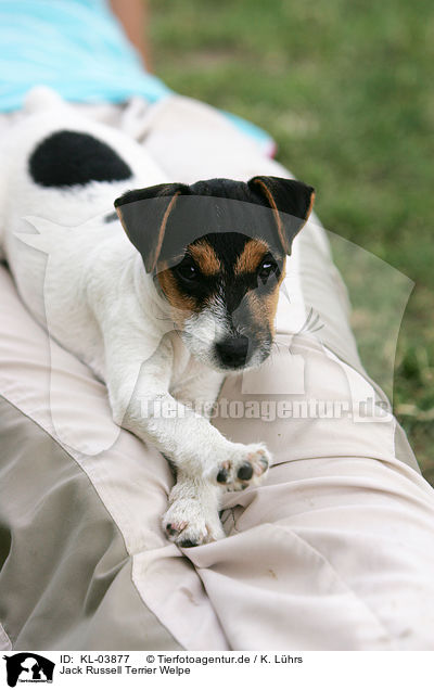Jack Russell Terrier Welpe / KL-03877