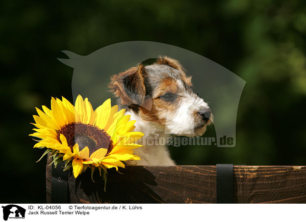 Jack Russell Terrier Welpe / Jack Russell Terrier Puppy / KL-04056