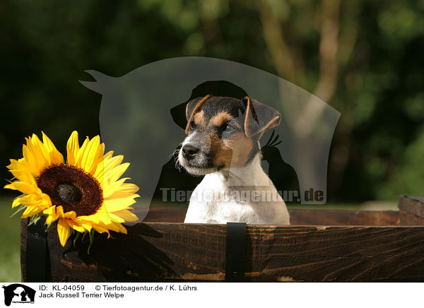 Jack Russell Terrier Welpe / Jack Russell Terrier Puppy / KL-04059