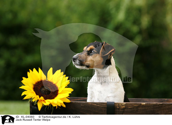 Jack Russell Terrier Welpe / Jack Russell Terrier Puppy / KL-04060