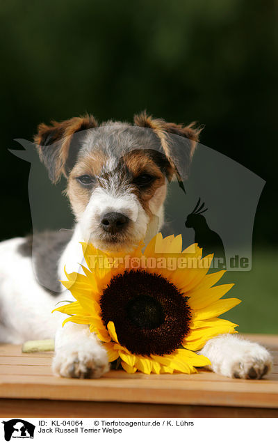 Jack Russell Terrier Welpe / Jack Russell Terrier Puppy / KL-04064