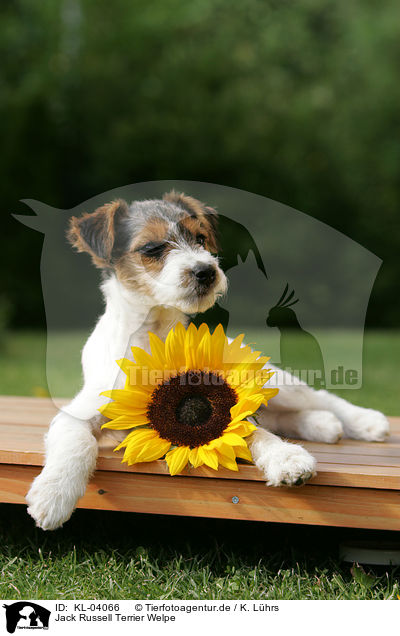 Jack Russell Terrier Welpe / Jack Russell Terrier Puppy / KL-04066