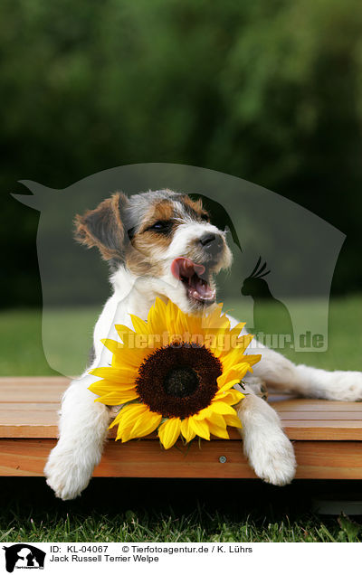 Jack Russell Terrier Welpe / Jack Russell Terrier Puppy / KL-04067