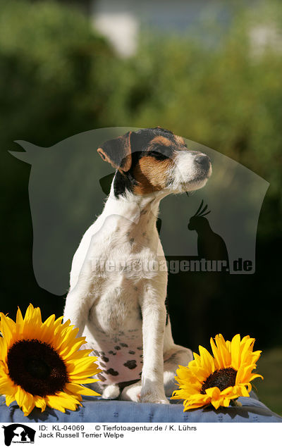 Jack Russell Terrier Welpe / Jack Russell Terrier Puppy / KL-04069