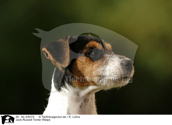Jack Russell Terrier Welpe / Jack Russell Terrier Puppy / KL-04070