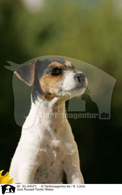 Jack Russell Terrier Welpe / Jack Russell Terrier Puppy / KL-04071