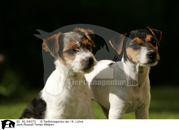 Jack Russell Terrier Welpen / Jack Russell Terrier Puppies / KL-04073