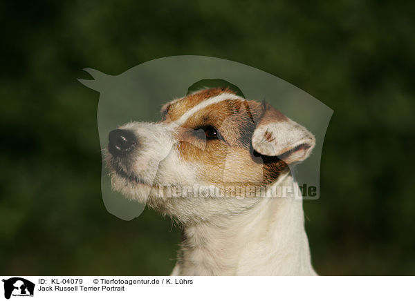 Jack Russell Terrier Portrait / Jack Russell Terrier Portrait / KL-04079