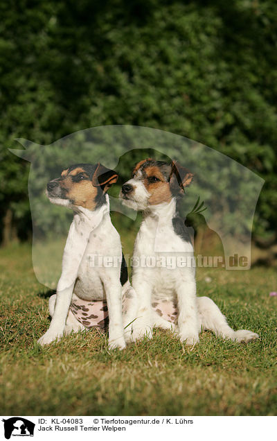 Jack Russell Terrier Welpen / Jack Russell Terrier Puppies / KL-04083