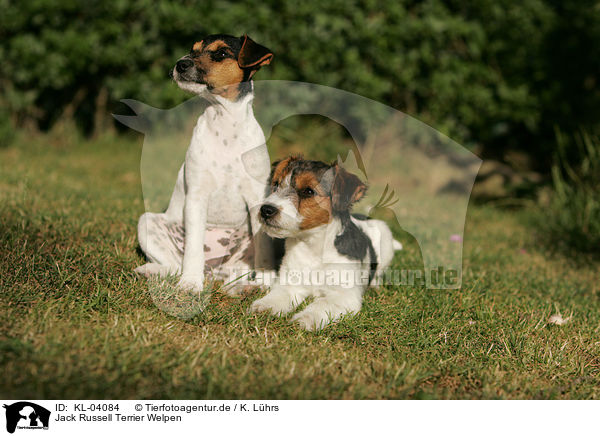 Jack Russell Terrier Welpen / Jack Russell Terrier Puppies / KL-04084