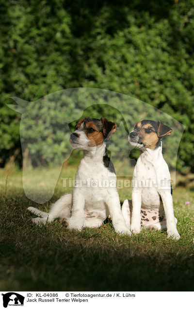 Jack Russell Terrier Welpen / Jack Russell Terrier Puppies / KL-04086