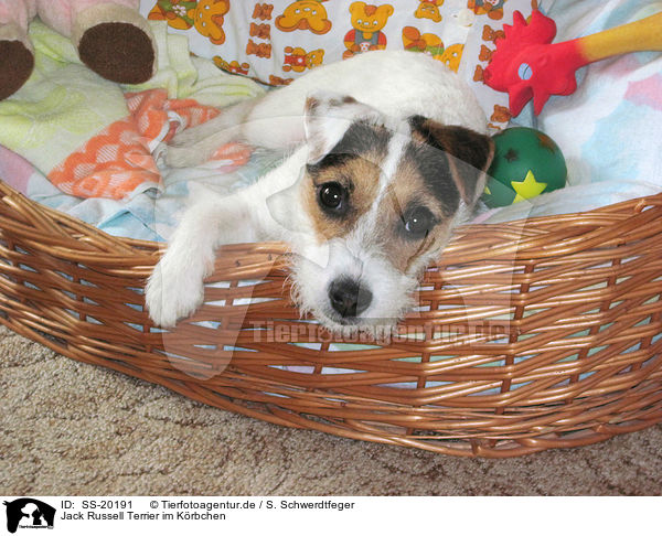 Parson Russell Terrier im Krbchen / Parson Russell Terrier in basket / SS-20191