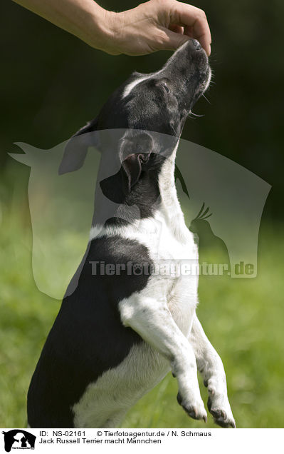 Jack Russell Terrier macht Mnnchen / Jack Russell Terrier shows trick / NS-02161