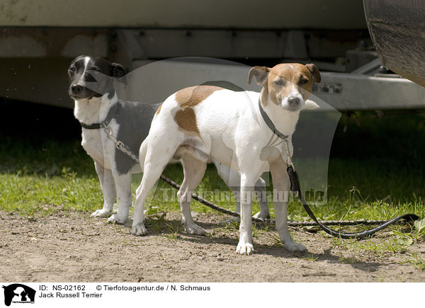 Jack Russell Terrier / Jack Russell Terrier / NS-02162