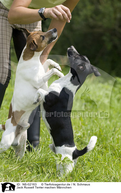 Jack Russell Terrier machen Mnnchen / Jack Russell Terrier shows trick / NS-02163