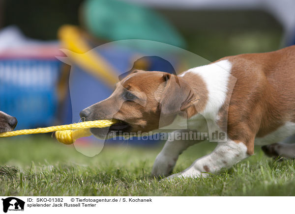 spielender Jack Russell Terrier / playing Jack Russell Terrier / SKO-01382