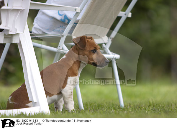 Jack Russell Terrier / Jack Russell Terrier / SKO-01383