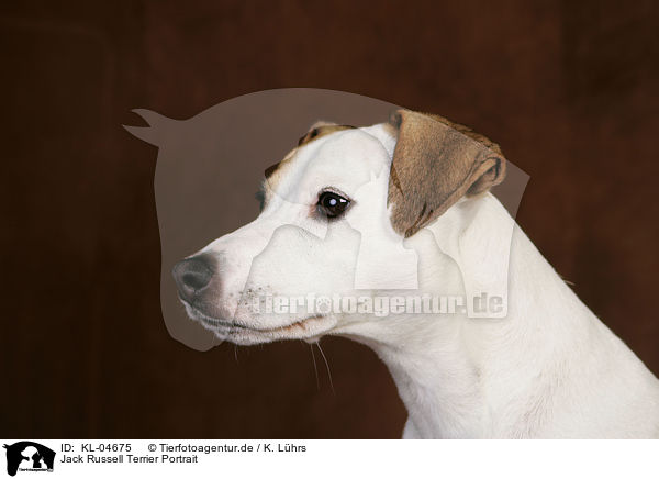 Jack Russell Terrier Portrait / Jack Russell Terrier Portrait / KL-04675