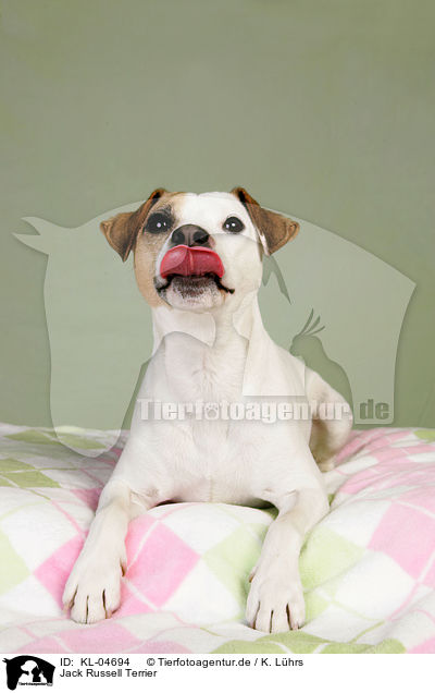 Jack Russell Terrier / KL-04694