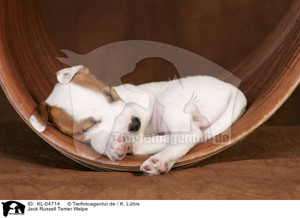 Jack Russell Terrier Welpe / KL-04714