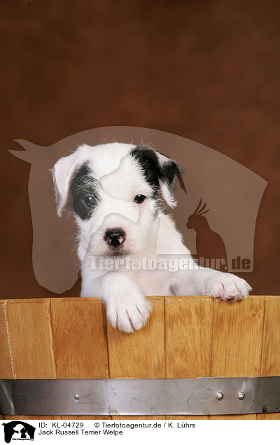 Jack Russell Terrier Welpe / Jack Russell Terrier Puppy / KL-04729
